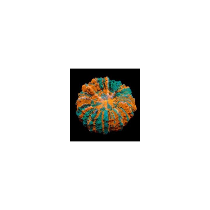 Acanthophyllia deshayesiana (Ultra) | LPS-kivikoralli | Akv…
