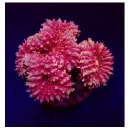 Symphyllia spp. (Pink) | LPS-kivikoralli | Akvaariokeidas