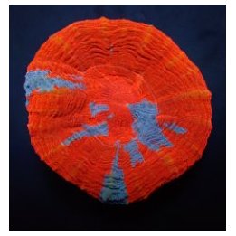 Scolymia australis (Superman) | LPS-kivikoralli | Akvaariok…