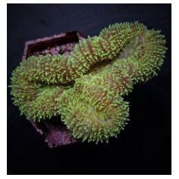 Symphyllia spp. (Green) | LPS-kivikoralli | Akvaariokeidas