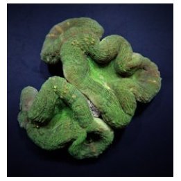 Lobophyllia spp. (Green) (Premium) | LPS-kivikoralli | Akva…