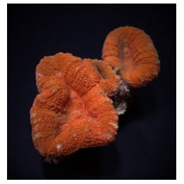 Lobophyllia spp. (Orange-Red) (Premium) | LPS-kivikoralli |…
