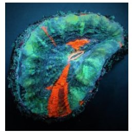 Scolymia australis (Damaged) | LPS-kivikoralli | Akvaarioke…