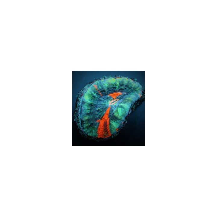 Scolymia australis (Damaged) | LPS-kivikoralli | Akvaarioke…