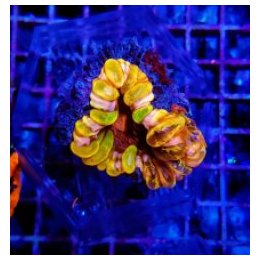 Cynarina lacrymalis (Rainbow) (Ultra) | LPS-kivikoralli | A…
