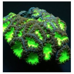 Blastomussa wellsi (Green) (6-7 hds) | LPS-kivikoralli | Ak…