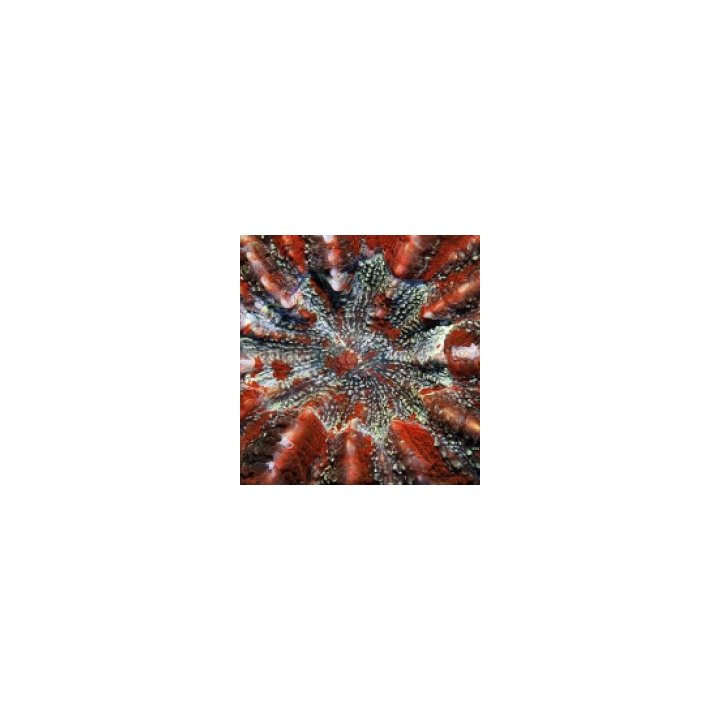 Acanthophyllia deshayesiana (Red) | LPS-kivikoralli | Akvaa…