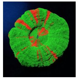Scolymia australis (Bleeding Apple) (Grade B) | LPS-kivikor…