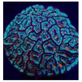Symphyllia (Australophyllia) wilsoni (Premium) | LPS-kiviko…