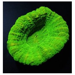 Scolymia australis (Green) | LPS-kivikoralli | Akvaariokeid…