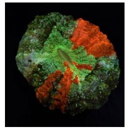 Acanthophyllia deshayesiana (Bleeding Apple) | LPS-kivikora…