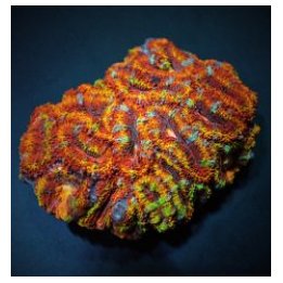 Acanthastrea lordhowensis (Ultra) | LPS-kivikoralli | Akvaa…