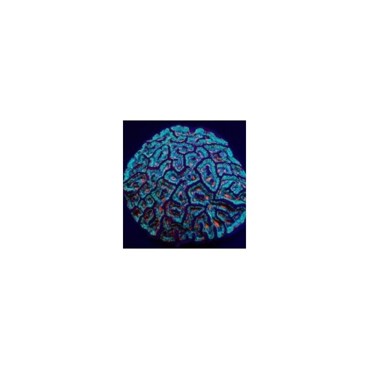 Symphyllia (Australophyllia) wilsoni (Premium) | LPS-kiviko…