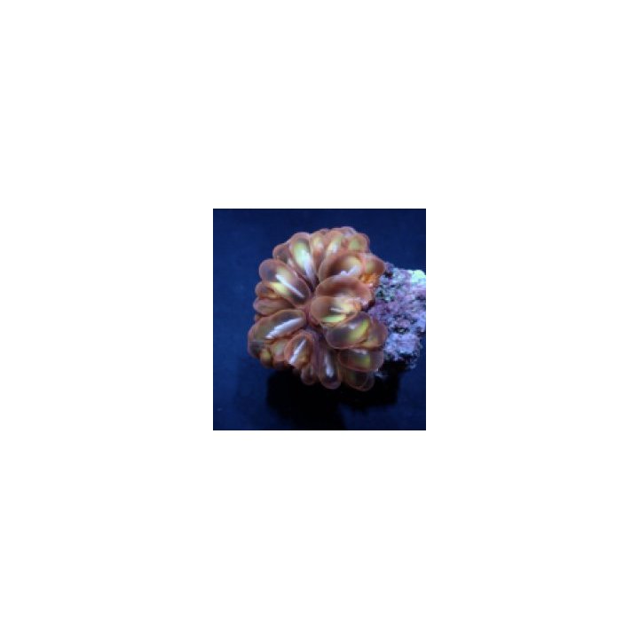 Cynarina spp. (Premium) | LPS-kivikoralli | Akvaariokeidas