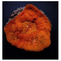 Lobophyllia rowleyensis (Red) | LPS-kivikoralli | Akvaariok…