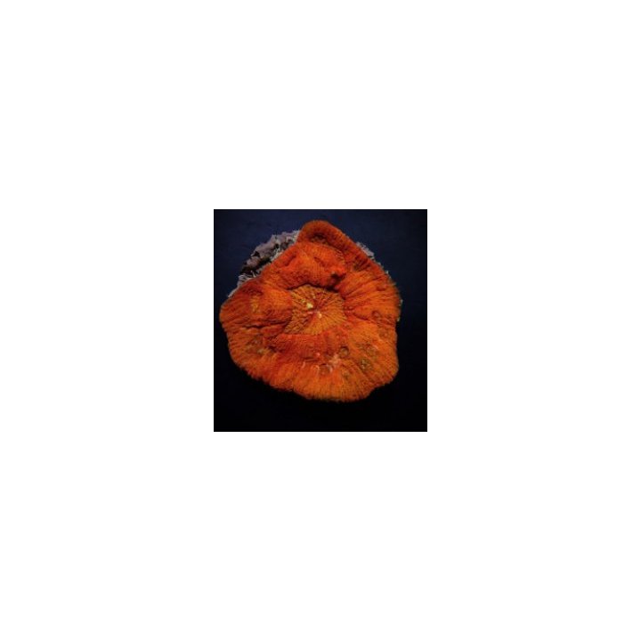 Lobophyllia rowleyensis (Red) | LPS-kivikoralli | Akvaariok…
