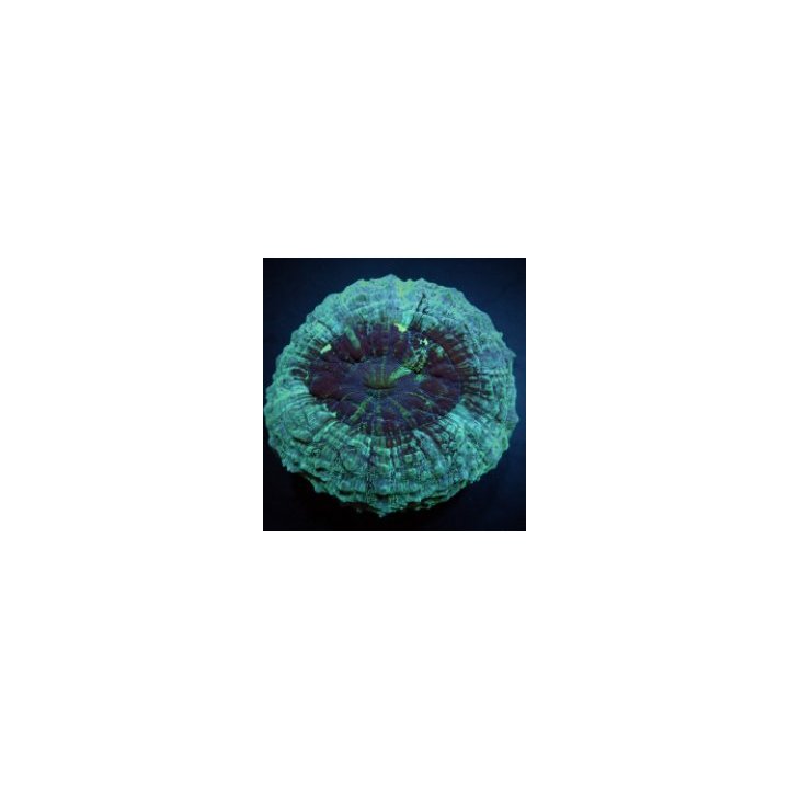 Acanthophyllia deshayesiana (Green) | LPS-kivikoralli | Akv…