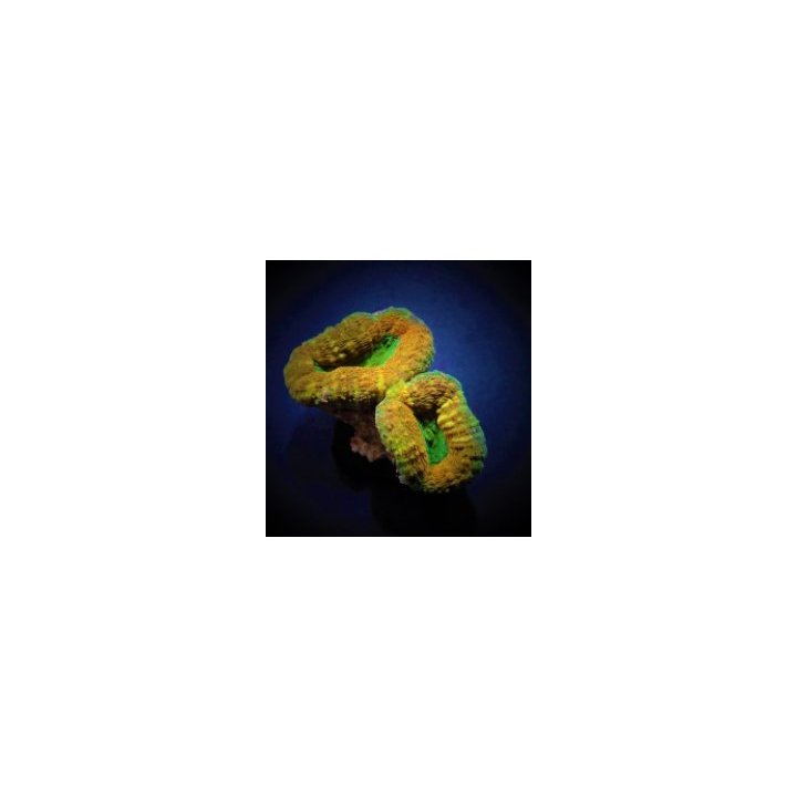 Acanthastrea pachysepta (Splitcolor) (Premium) | LPS-kiviko…