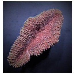 Lobophyllia spp. (Common) | LPS-kivikoralli | Akvaariokeidas