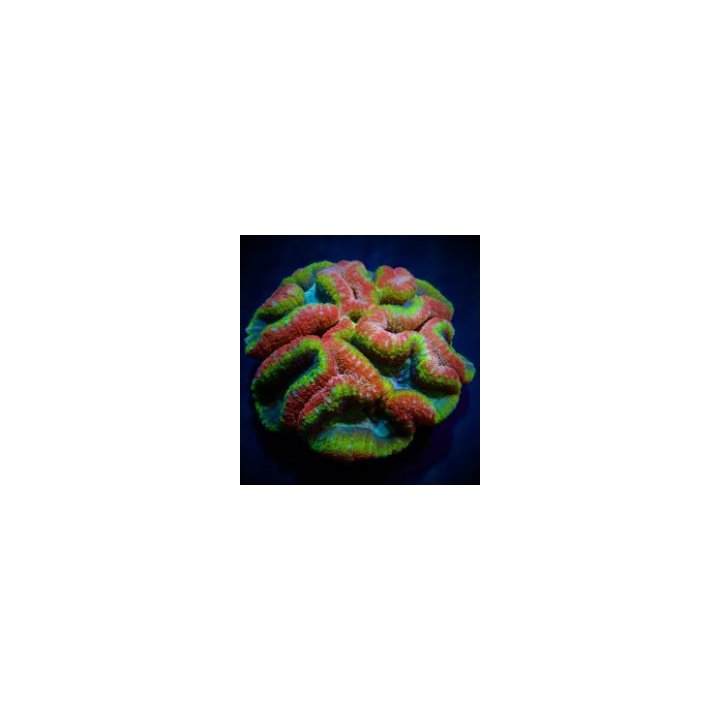 Lobophyllia spp. (Rainbow) | LPS-kivikoralli | Akvaariokeid…