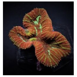 Symphyllia spp. (Orange-Red) | LPS-kivikoralli | Akvaarioke…