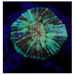 Lobophyllia vitiensis (Assorted Colors) | LPS-kivikoralli |…