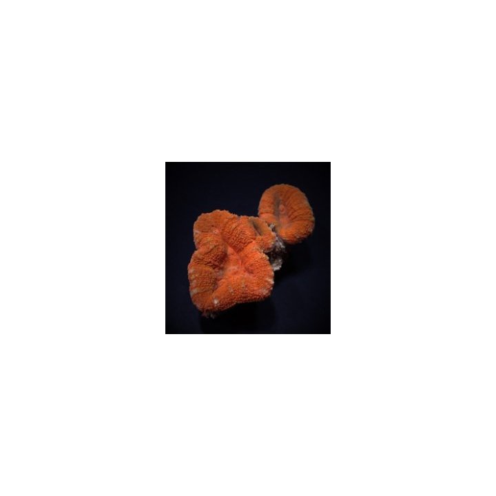Lobophyllia spp. (Orange-Red) (Premium) | LPS-kivikoralli |…