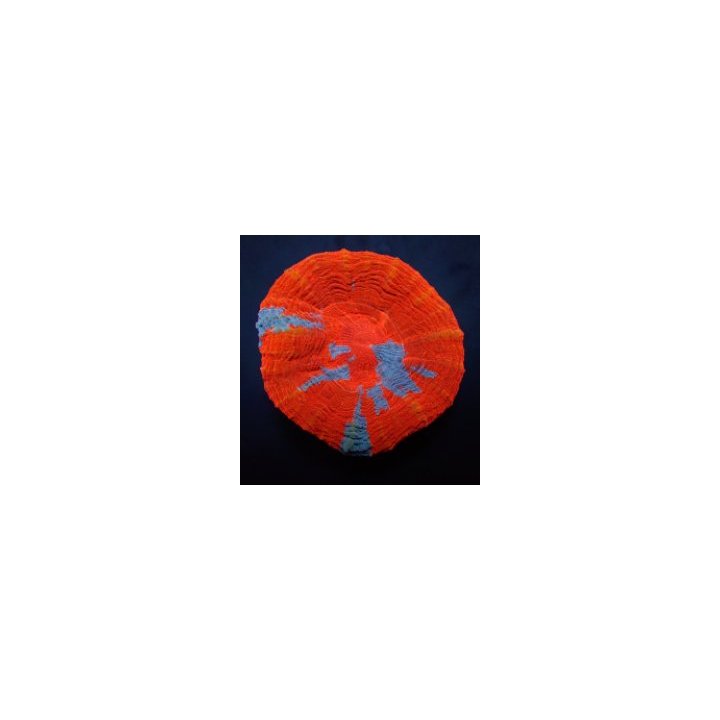 Scolymia australis (Superman) | LPS-kivikoralli | Akvaariok…