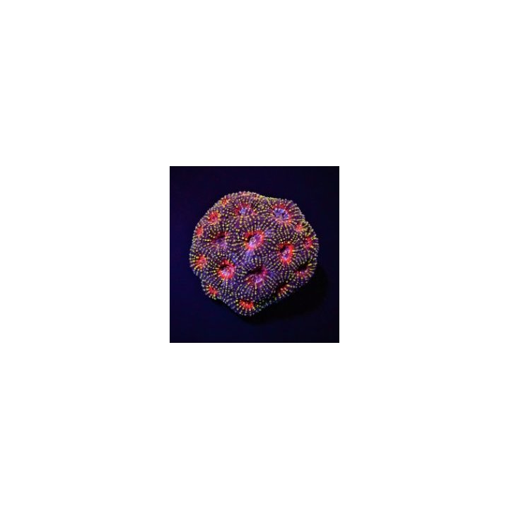 Acanthastrea echinata (Premium) | LPS-kivikoralli | Akvaari…
