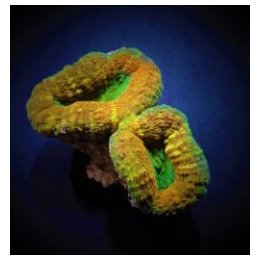 Acanthastrea pachysepta (Splitcolor) | LPS-kivikoralli | Ak…