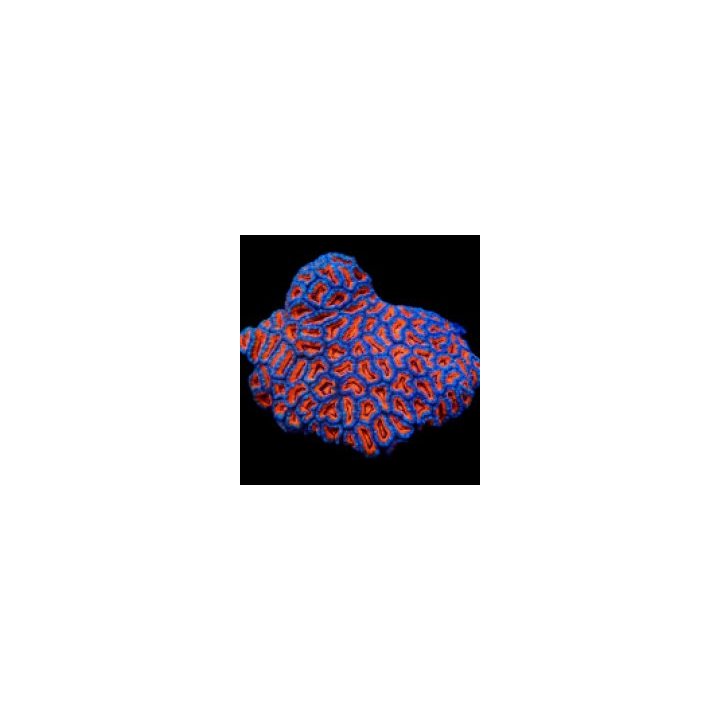 Acanthastrea lordhowensis (Premium) | LPS-kivikoralli | Akv…