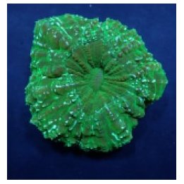 Acanthophyllia deshayesiana (Green) (Ultra) | LPS-kivikoral…