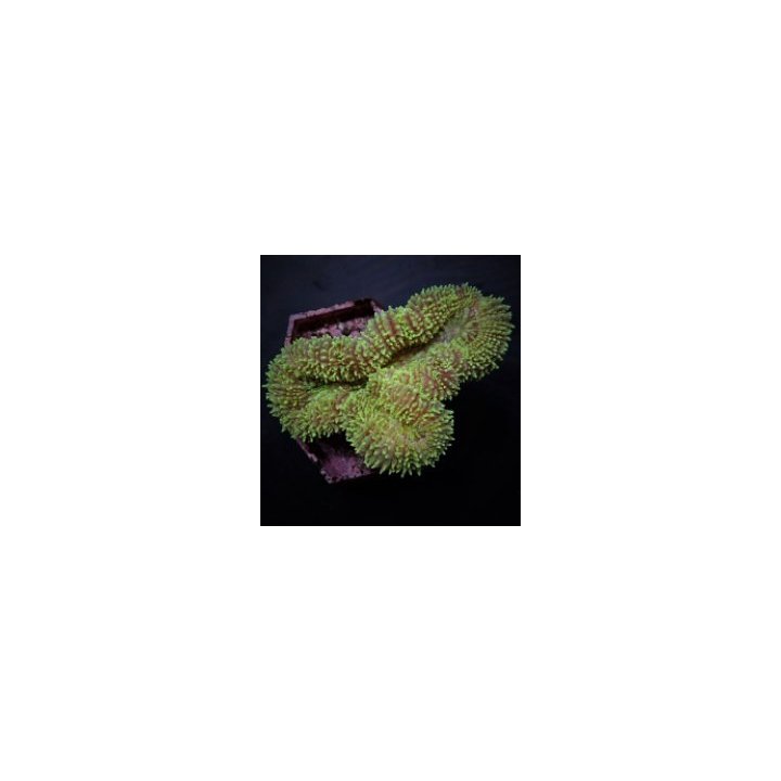 Symphyllia spp. (Green) | LPS-kivikoralli | Akvaariokeidas