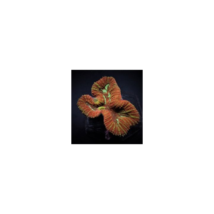 Symphyllia spp. (Orange-Red) (Premium) | LPS-kivikoralli | …