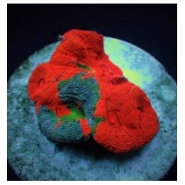 Acanthastrea bowerbanki (Bleeding Apple) | LPS-kivikoralli …