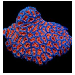 Acanthastrea lordhowensis (Premium) | LPS-kivikoralli | Akv…
