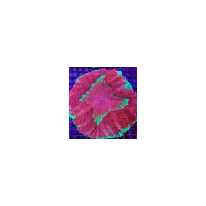 Acanthophyllia deshayesiana (Master Grade) | LPS-kivikorall…