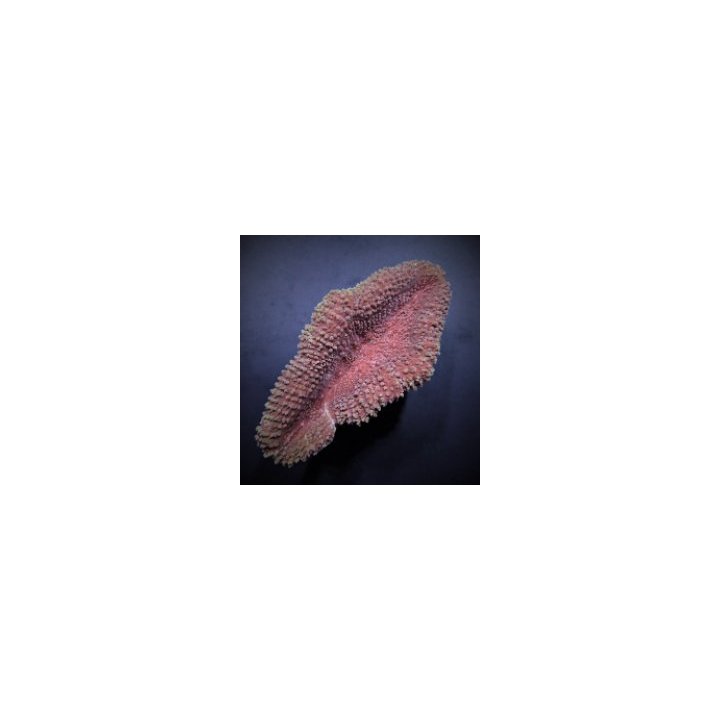 Lobophyllia spp. (Common) | LPS-kivikoralli | Akvaariokeidas
