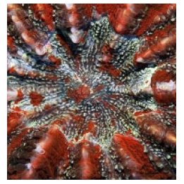 Acanthophyllia deshayesiana (Red) | LPS-kivikoralli | Akvaa…