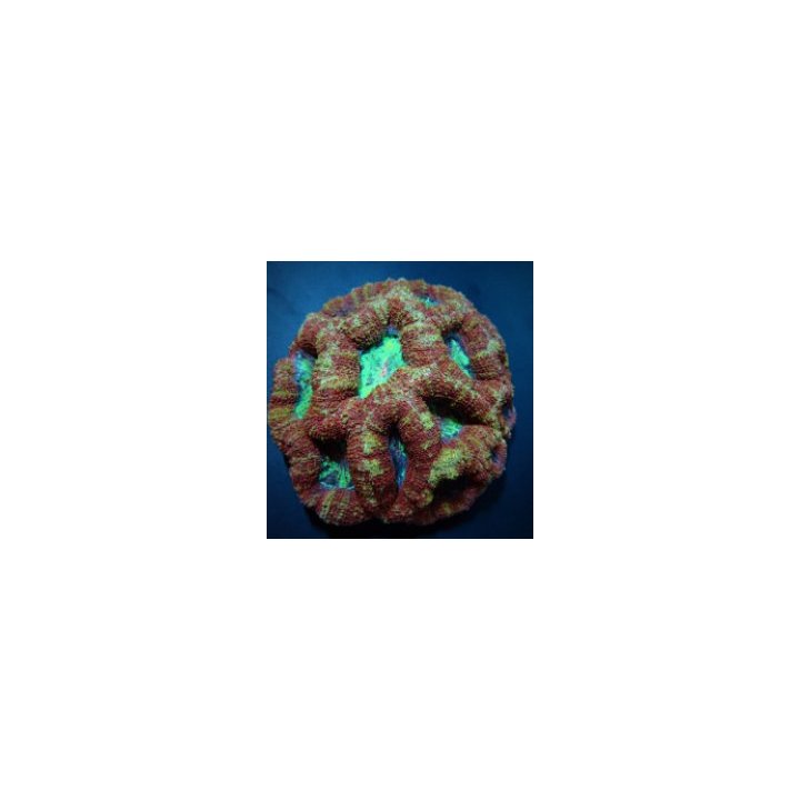 Acanthastrea bowerbanki (Premium) | LPS-kivikoralli | Akvaa…