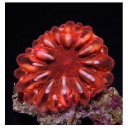Cynarina lacrymalis (Red) | LPS-kivikoralli | Akvaariokeidas