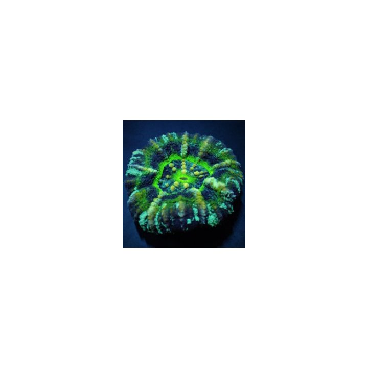 Scolymia australis (Ufo) (Premium) | LPS-kivikoralli | Akva…
