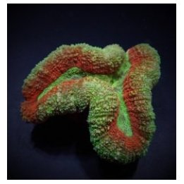 Symphyllia spp. (Splitcolor) (Premium) | LPS-kivikoralli | …