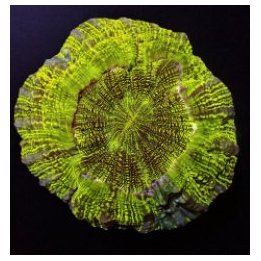 Acanthophyllia deshayesiana (Premium) | LPS-kivikoralli | A…