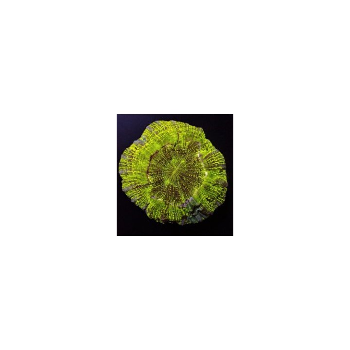 Acanthophyllia deshayesiana (Premium) | LPS-kivikoralli | A…