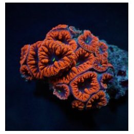 Blastomussa wellsi (Red) (3 hds.) | LPS-kivikoralli | Akvaa…