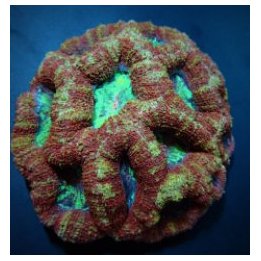 Acanthastrea bowerbanki (Premium) | LPS-kivikoralli | Akvaa…