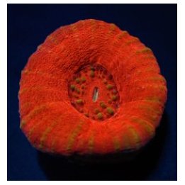 Scolymia australis (Red) | LPS-kivikoralli | Akvaariokeidas