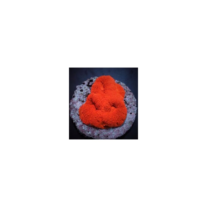 Acanthastrea bowerbanki (Ultra) | LPS-kivikoralli | Akvaari…