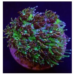 Galaxea spp. (Orange-Rainbow) | LPS-kivikoralli | Akvaariok…